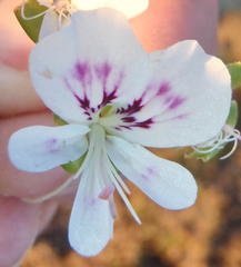 Pelargonium englerianum
