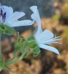 Pelargonium englerianum