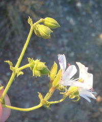Pelargonium englerianum