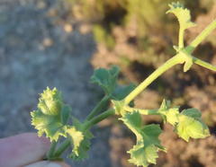 Pelargonium englerianum
