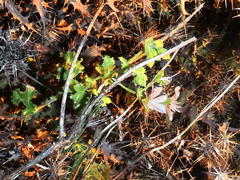 Pelargonium englerianum