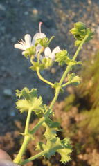Pelargonium englerianum