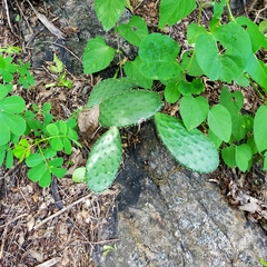 Opuntia decumbens