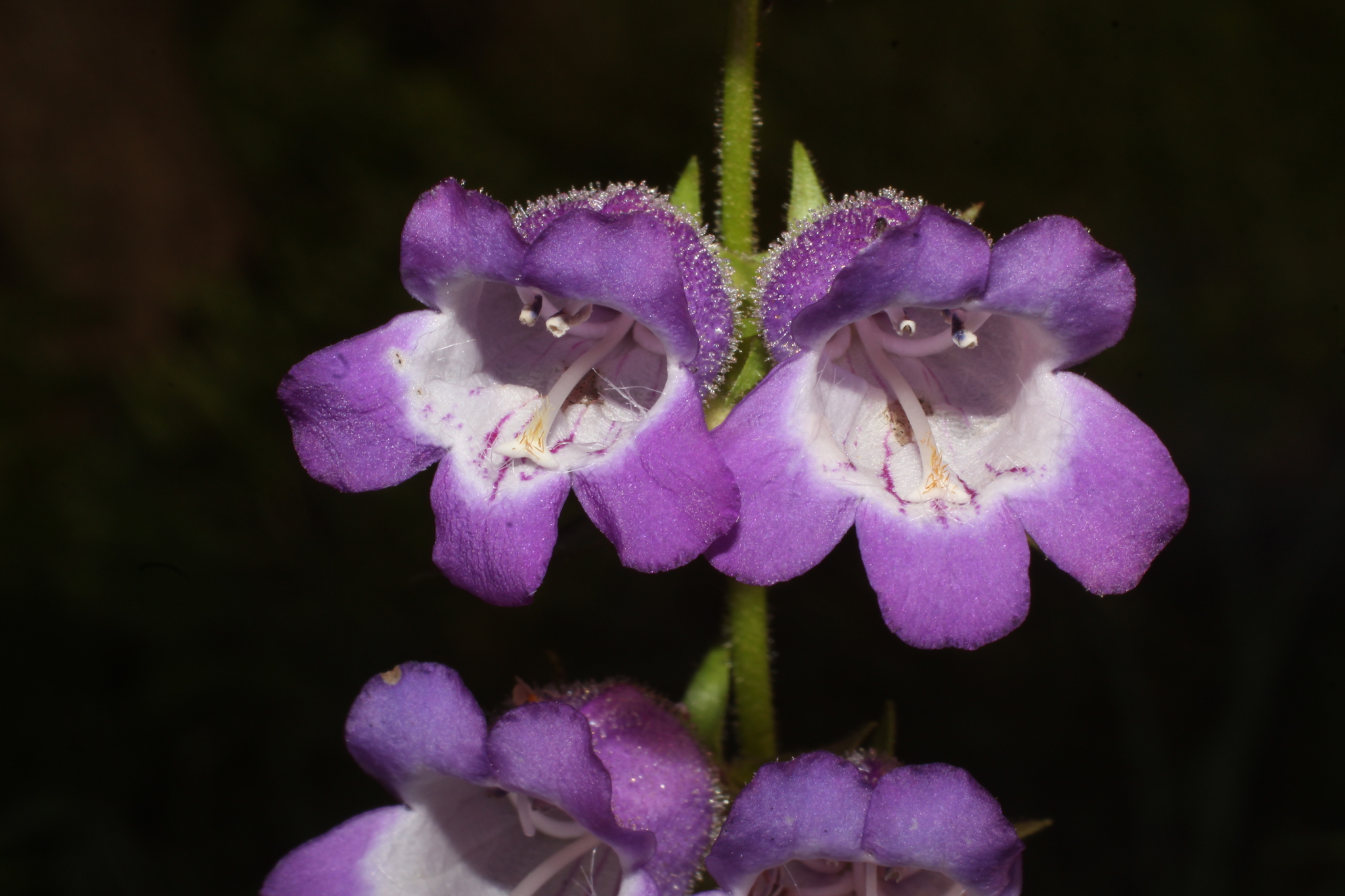 Penstemon campanulatus
