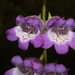 Bellflower Beardtongue - Photo (c) chris_tun, some rights reserved (CC BY-NC), uploaded by chris_tun