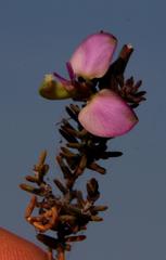 Polygala teretifolia