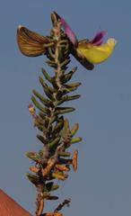 Polygala teretifolia