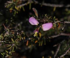 Polygala teretifolia