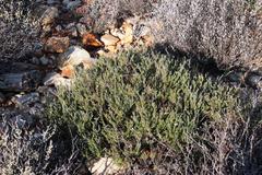 Polygala teretifolia