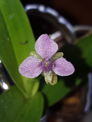 Nakedstem dewflower (Murdannia nudiflora)