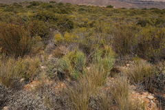 Anginon swellendamense