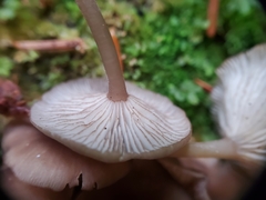 Hydropus marginellus