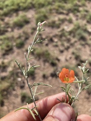 Sphaeralcea leptophylla