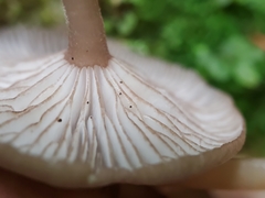 Hydropus marginellus