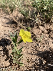 Oenothera tubicula