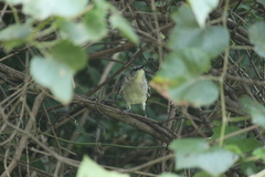 Mimus polyglottos