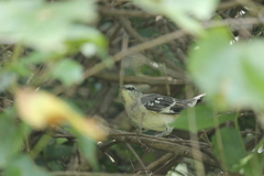 Mimus polyglottos