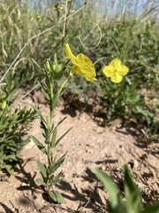 Oenothera tubicula