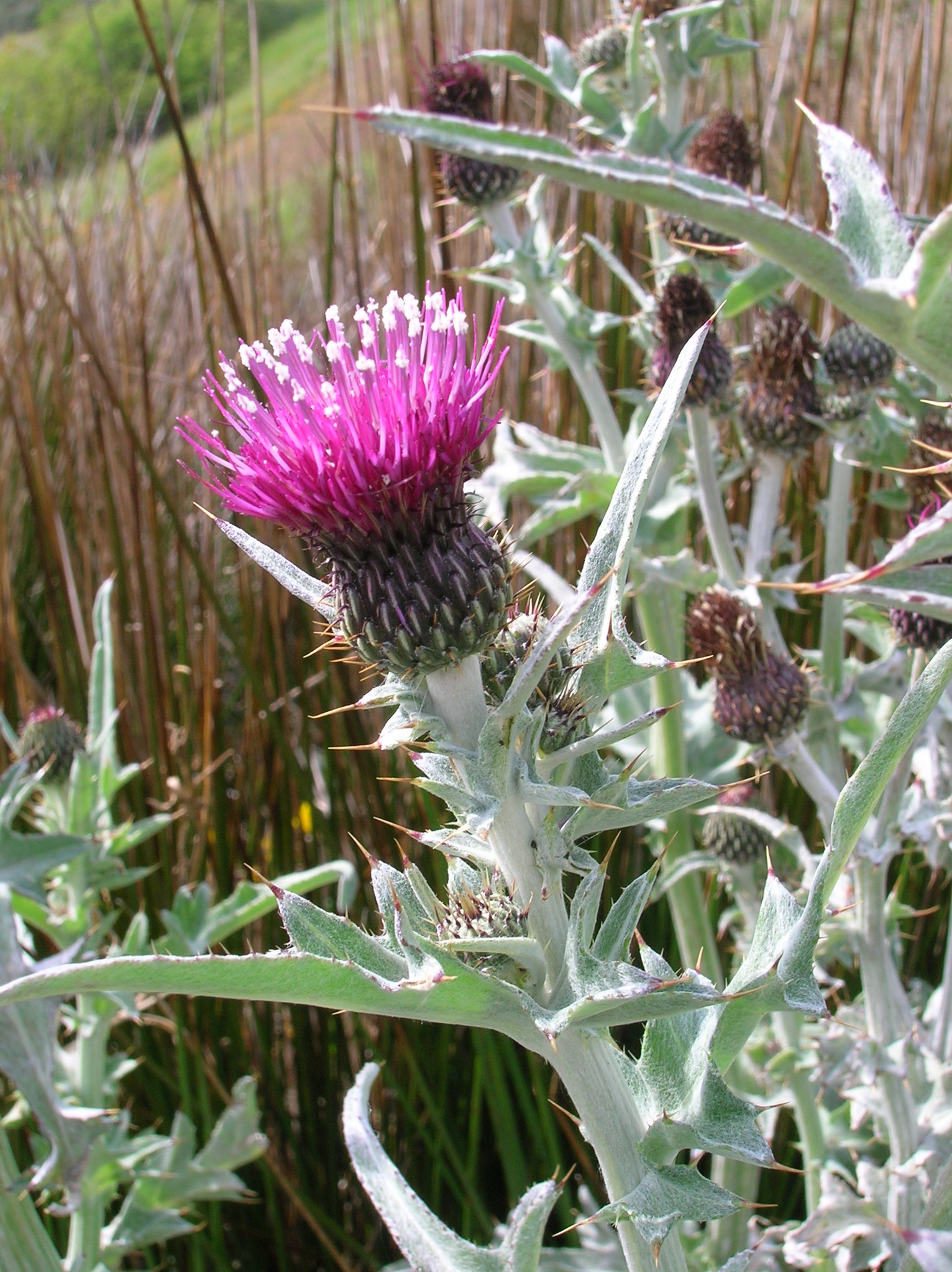 Cirsium douglasii