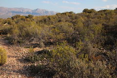 Pteronia fasciculata