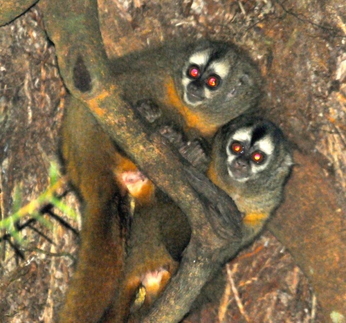 Andean Night Monkey