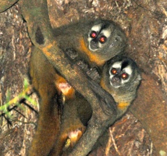 Peruvian Night Monkey photo 3
