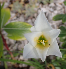Zephyranthes puertoricensis
