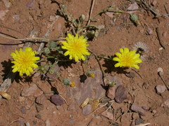 Malacothrix fendleri