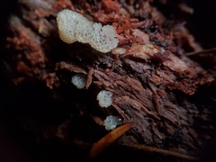Ceratiomyxa morchella