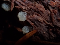 Ceratiomyxa morchella