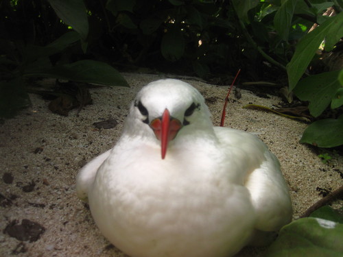 Phaethon rubricauda observed 2012-03-12
