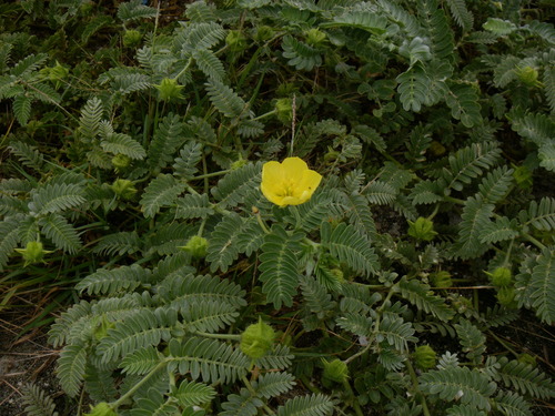 Tribulus cistoides observed 2011-09-12