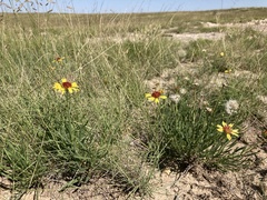 Gaillardia multiceps