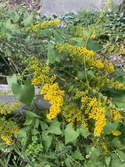 Solidago
