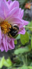 Bombus