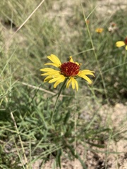 Gaillardia multiceps