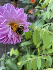 Bombus