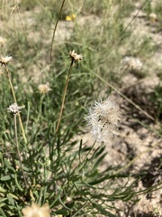Gaillardia multiceps