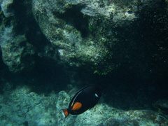 Acanthurus achilles