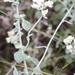 Helichrysum pandurifolium - Photo (c) suewhitelaw, μερικά δικαιώματα διατηρούνται (CC BY-NC)