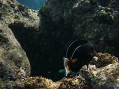 Acanthurus achilles