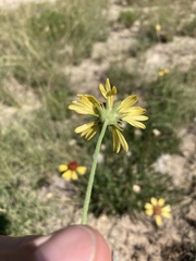 Gaillardia multiceps