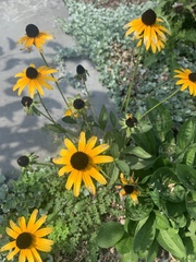 Rudbeckia