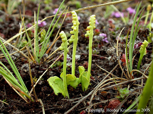 Botrychium simplex