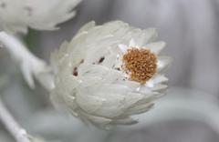 Syncarpha argyropsis