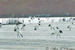 Grus japonensis