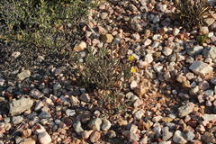 Crassothonna cacalioides