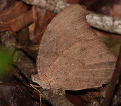 Melanitis leda leda