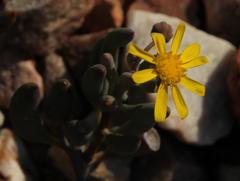 Crassothonna cacalioides