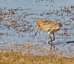 Limosa limosa islandica
